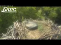 LIVE Osprey Nest BirdCam in Carthage TN courtesy of DTC Communications
