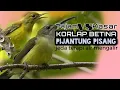 Download Lagu pijantung vs manggar betina jeda terapi air mengalir@CreatorBirdChanel