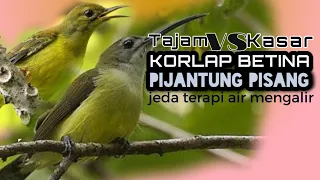 pijantung vs manggar betina jeda terapi air mengalir creatorbirdchanel