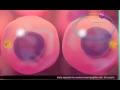 Cell Cycle and Mitosis 3D Animation