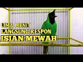 Download Lagu Pancingan Cucak Ijo Gacor Isian \u0026 Tembakan Rapat! Ijo Yang Muda \u0026 Dewasa Langsung Emosi Bisa Jamtrok