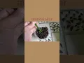 Download Lagu Wijaya Kusuma Keris VS Kunyit #shorts #leaf #plantpropagation#propagation  #videoshorts #fyp #fyp