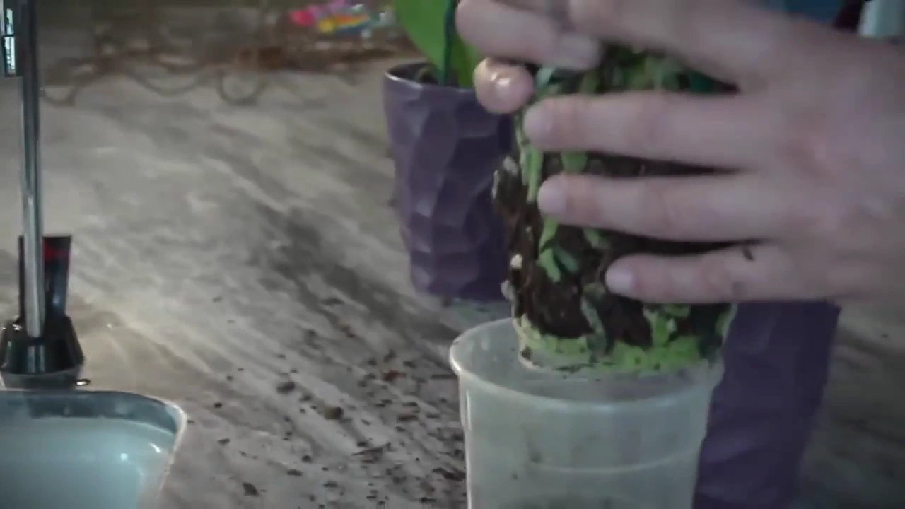 COMO CUIDAR DE ORQUIDEAS DA TERRA