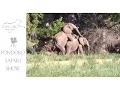 Elephants mating