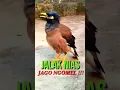 Download Lagu JALAK NIAS GACOR !!! BISA NGOMONG