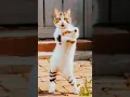 Lagu Super cute dance 🥰 #cute #cat #catlover #funny #short #shorts #shortvideo #yt #ytshort #ytshorts