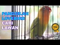 Lagu Pancingan Lovebird Ngetik Ngekek Dan Memanggil Lawan Lovebird Bahan Cepat Nyaut Dan Ngkek Emosi