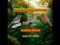 Download Lagu suara masteran burung kecil eropa nembak #masteranmuraibatu #masteranburcil #masteranjuara