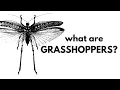 Lagu What Are Grasshoppers?