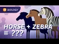 Speciation Where Do Species Come From Crash Course Biology