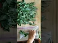 Download Lagu 保存九层塔最简单的方法 The easiest way to preserve basil