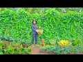 Lagu Harvest: Winged Bean, Okra, Banana, Purple Vegetables To Sell At The Market, Cook With Them, garden