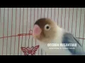 Lagu YAKIN tidak akan DIAM jika LOVEBIRD anda Dengar Suara LOVEBIRD ini