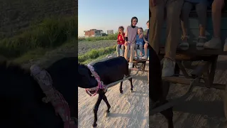 ركبنا عربة الحمار كانت احلي فسحة اكسبلور دندنها