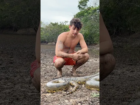 Los animales más peligrosos 🩸🐍