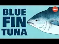 Meet the bluefin tuna the toughest fish in the sea - Grantly Galland and Raiana McKinney
