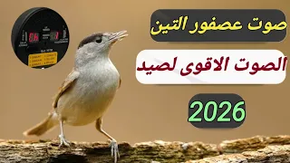 صوت عصفور التين الصوت الاقوى لصيد      دندنها