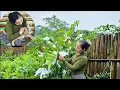 Download Lagu Taking care of guava for a bountiful harvest - Phan's simple life on the farm