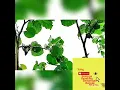 Download Lagu Mikat burung Mantenan gunung