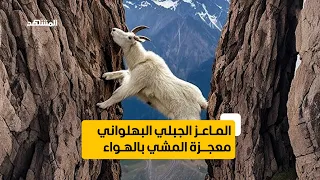 الماعز الجبلي البهلواني   معجزة المشي على الهواء دندنها