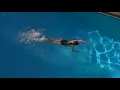 Marguerite Moreau One-Piece Black Swimsuit Pool Scene