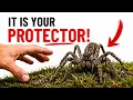 This is Why You Should Never Kill a Wolf Spider The Reason Will Shock You
