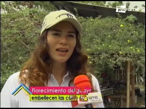 Florecimiento de guayacanes amarillos embellecen las calles de Guayaquil