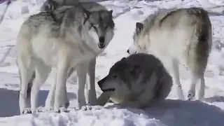 جفت گیری گرگ دندنها