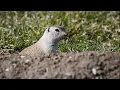 It s not a Gopher or a Prairie Dog it s a Richardson s Ground Squirrel