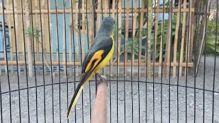 masteran mantenan himalaya gacor sepah hutan