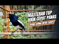 Lagu suara BURUNG kacer GACOR ngeplong KONSLET Tarung ini Paling Ampuh buat PANCINGAN KACER agar EMOSI
