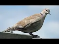 Download Lagu Panggilan Merpati Berkalung Eurasia | Suara Burung