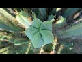 San Pedro Cactus Variety Spotlight SS02 My favorite trichocereus