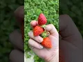 Download Lagu #Harvest of #Strawberries 🍓 | May 31, 2024 | Connecticut #Garden