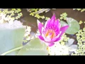 Download Lagu Bunga teratai mekar..#timelapse video