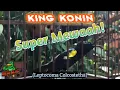 Lagu King Konin SUPER MEWAH!!!