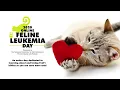 New AAFP Guidelines 5 Critical Takeaways for Animal Shelters Dr Julie Levy 2020 FeLV