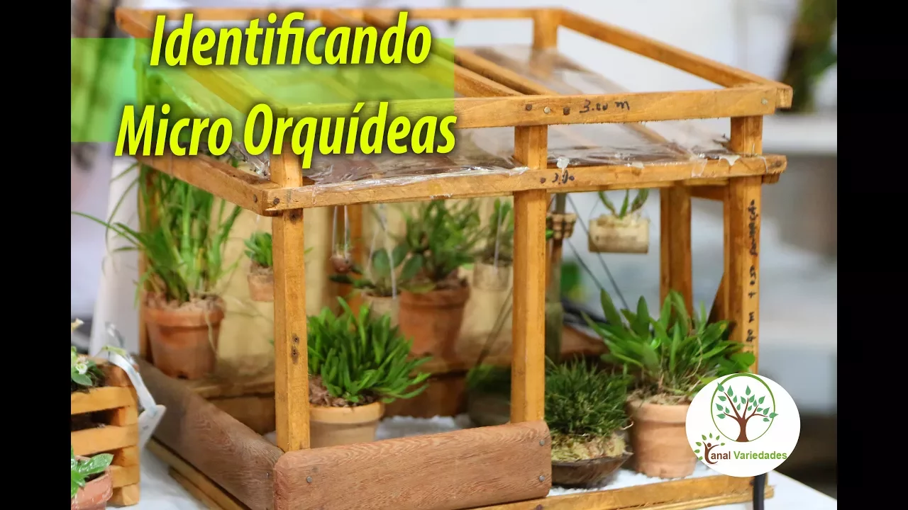 IDENTIFICANDO MICRO ORQUÍDEAS 2/3