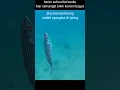 Download Lagu Pemandangan bawah laut saat ikan terkena jaring #ikankembung #netfishing