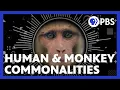 Commonalities Between Humans and Monkeys Hacking Your Mind PBS