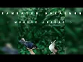 Download Lagu Kicau burung rambatan doraemon (munguk loreng) untuk pancingan burung bahan dan pikat.