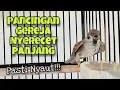 Download Lagu Langsung Nyaut‼️Pancingan Burung Gereja Tarung Gacor Nyerecet Panjang Speed Rapat | Kicau Tembak MP3