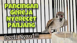 Download Langsung Nyaut‼️Pancingan Burung Gereja Tarung Gacor Nyerecet Panjang Speed Rapat | Kicau Tembak MP3