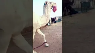 هداره بعير فحل الإبل لهاة هدير جمل ما شاء الله 