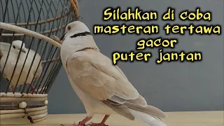 Download Masteran suara burung puter jantan || pancingan burung puter #putergacor #puterjantan MP3