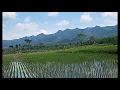 Download Lagu story wa 30 detik alam sawah dan pegunungan sejuk sekalii😍😂
