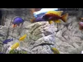 Remote controlled submarine in fish tank SGS