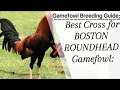 Download Lagu Best Cross for Boston Roundhead|Top Bloodline Combination#gamefowl#rooster#usa#chicken#chickenbreeds
