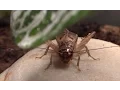 Adult male house cricket chirping