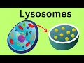 Lysosomes - Parts of the Cell